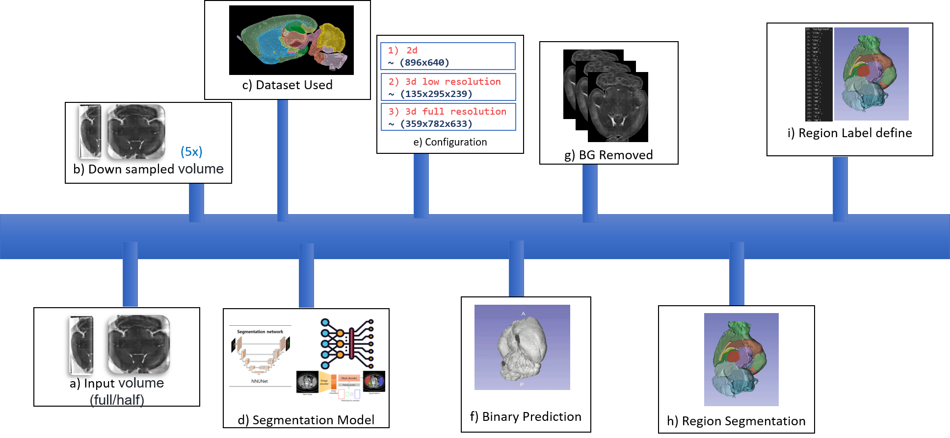 Segmented Half and full brain